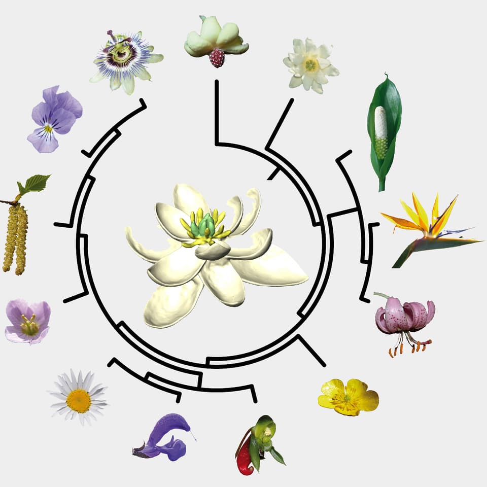 Schema mit verschiedenen Blüten