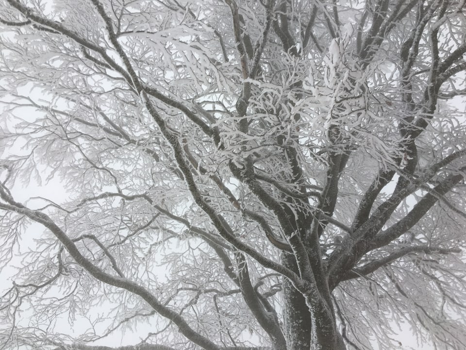 Baum mit einer angefrorenen Schneeschicht.