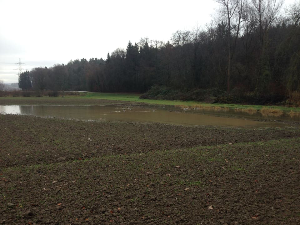 Ein Feld steht unter Wasser. Mehrere Enten drehen auf dem Tümpel ihre Runden