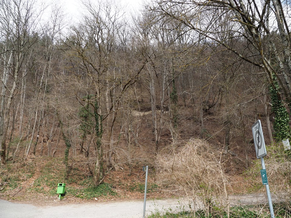 Baum am Waldrand