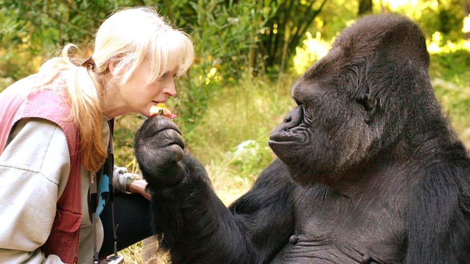 Ein Gorilla zeigt einer Frau eine Blume.