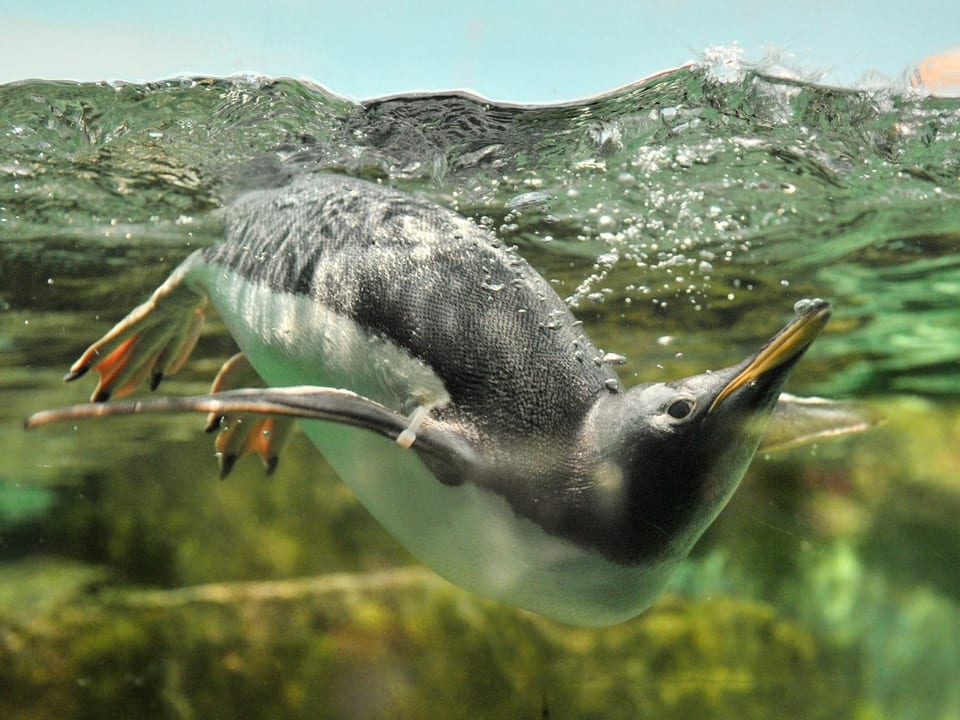 Pinguin unter Wasser.