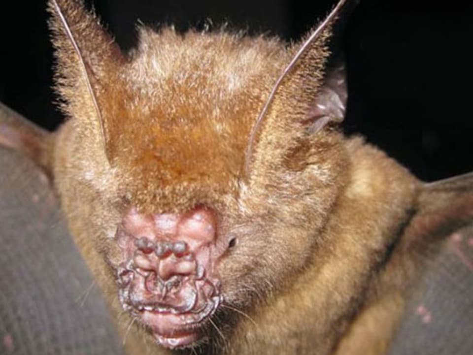 Griffin's Leaf-Nosed Bat