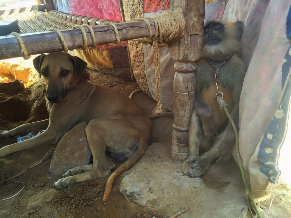 Ein Hund und ein schlafender, festgebundener Affe im Slumviertel von Gurgaon. 