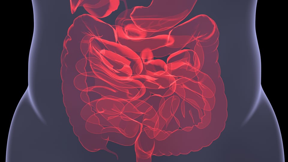 Der Darm – ein Organ, das aus der Reihe tanzt