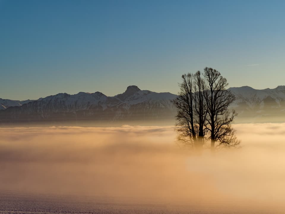 Aus einem Nebelmeer ragt ein Baum hervor.