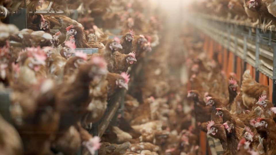 Hühner in Geflügelfabrik.