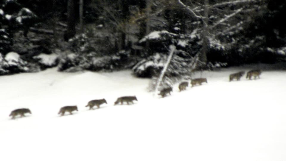 Neun Wölfe laufen hintereinander über ein Schneefeld in den Wald.