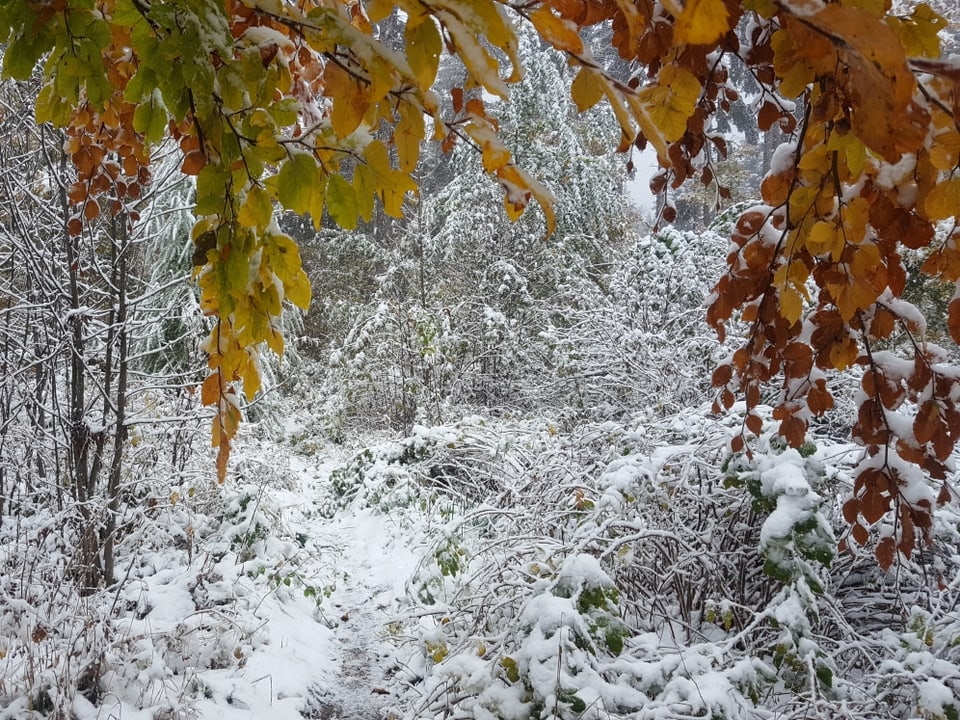 Verschneiter Wald mit farbigem Laub.