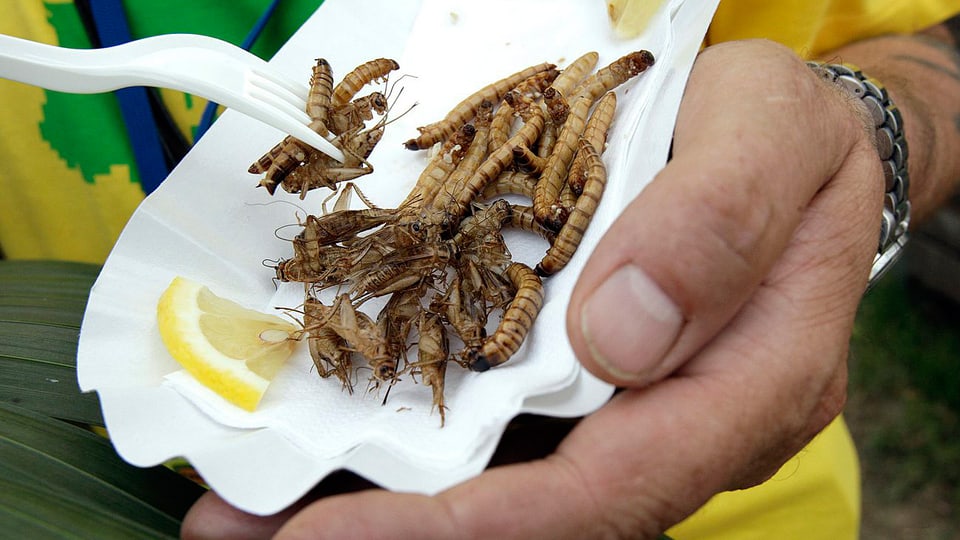  Ein Mann isst grillierte Insekten aus einer Kartonschale.