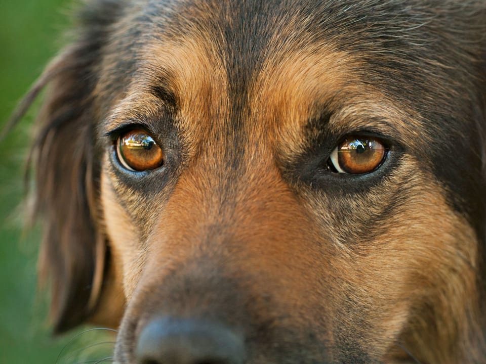 Grossaufnahme eines Hundegesichtes und den Augen