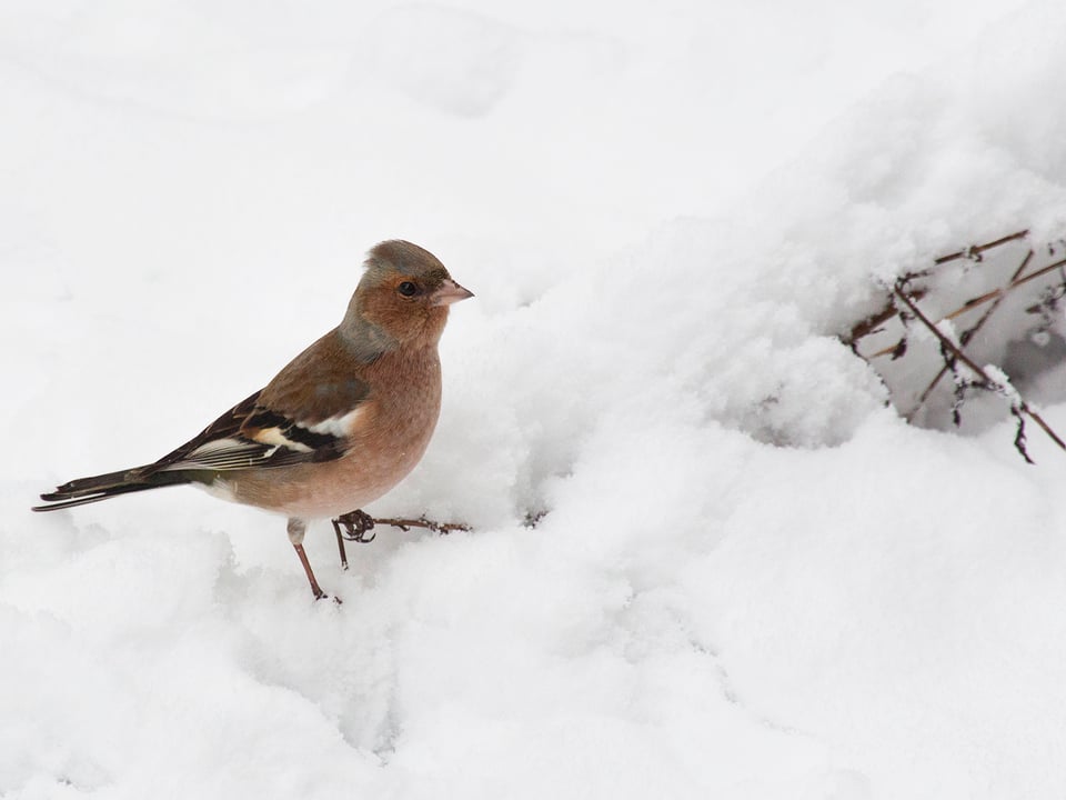 Ein Vogel mit roter Brust im Schnee.
