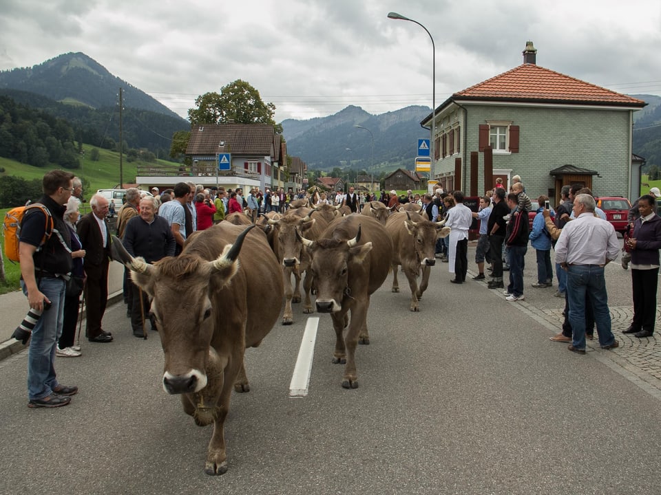 Die Kühe trotten seelenruhig durch die Menschenmenge. 