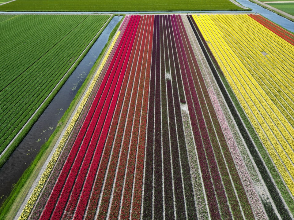 Das farbige Tulpenfeld von oben fotografiert. 
