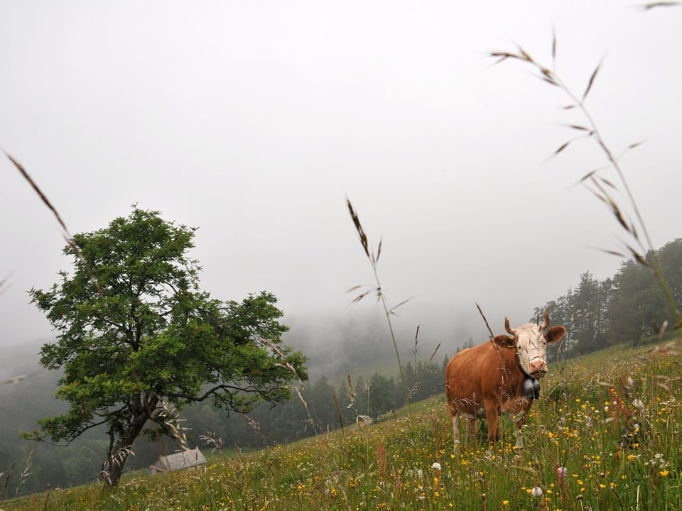 Kuh die im Nebel auf einer Wiese steht.