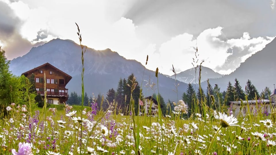 Eine saftige Blumenwiese und ein Chalet. Im Hintergrund bergen zu sehen.