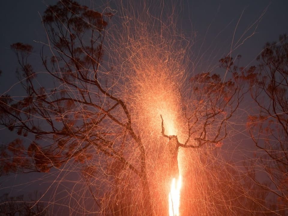 im Dunkeln kann man Bäume erahnen, im Vordergrund sprühen Funken und ein Feuer leuchtet hell im Inneren eines Baumes.