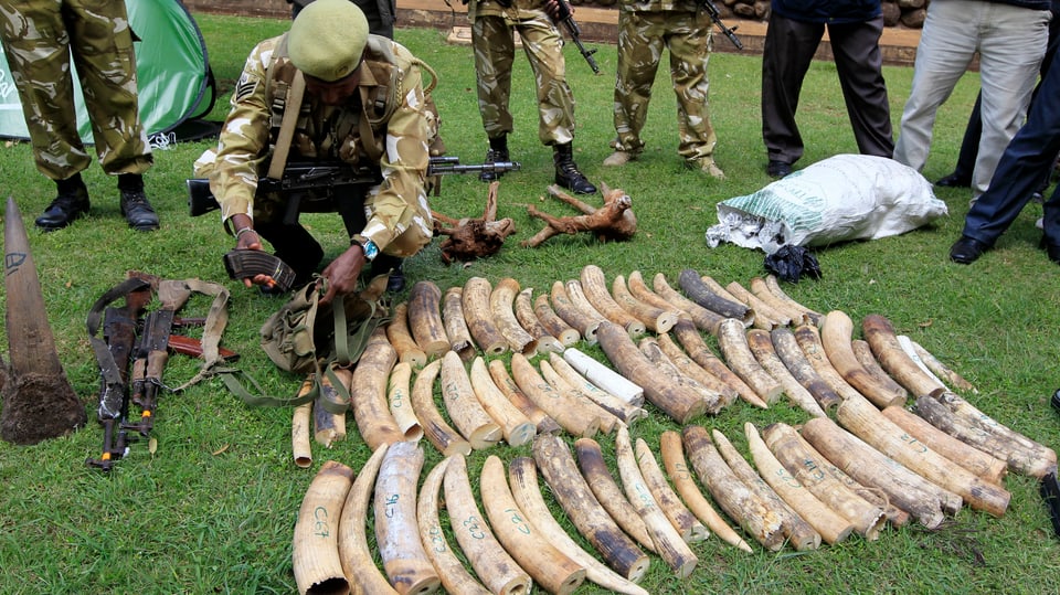 Wildschützer im Januar 2013 in Kenia mit Stosszähnen, die bei Wilderern beschlagnahmt wurden. 