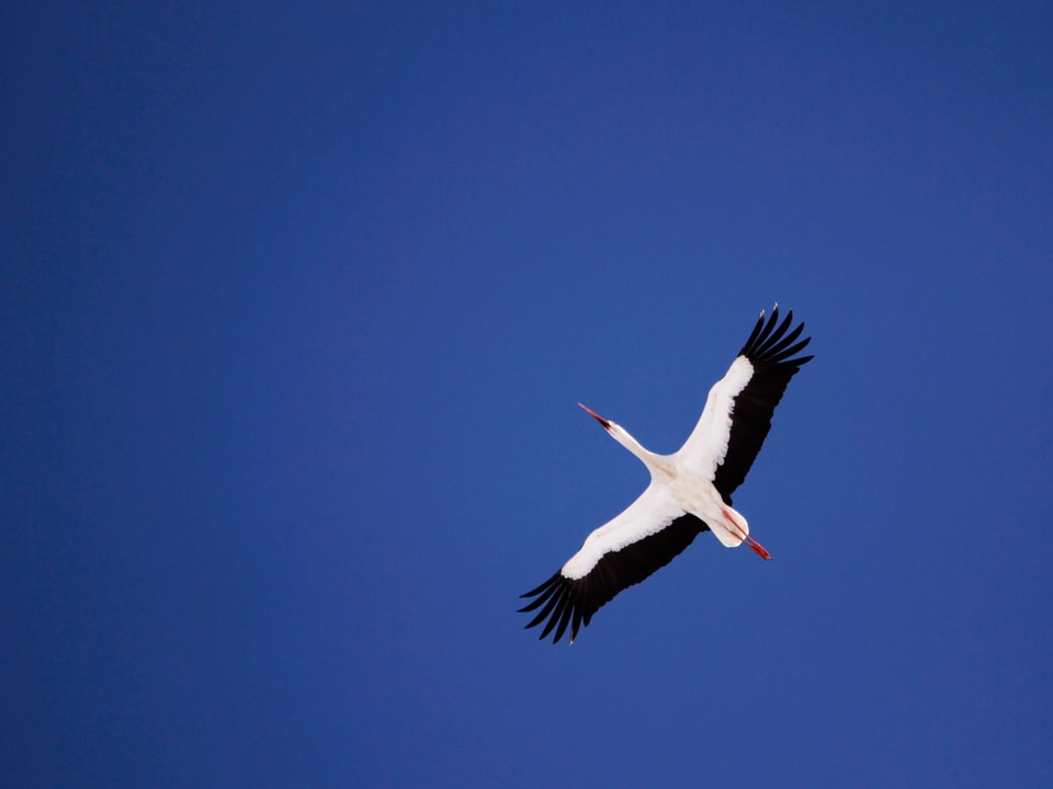 Storch  im Reiseflug am blauen Himmel