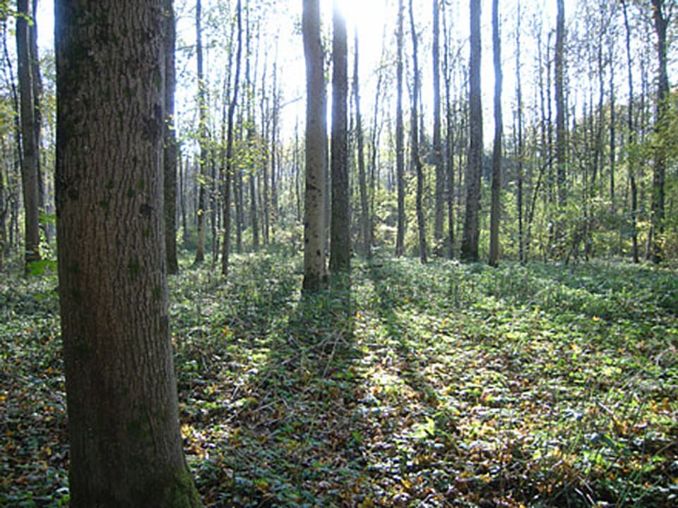 Waldreservat
