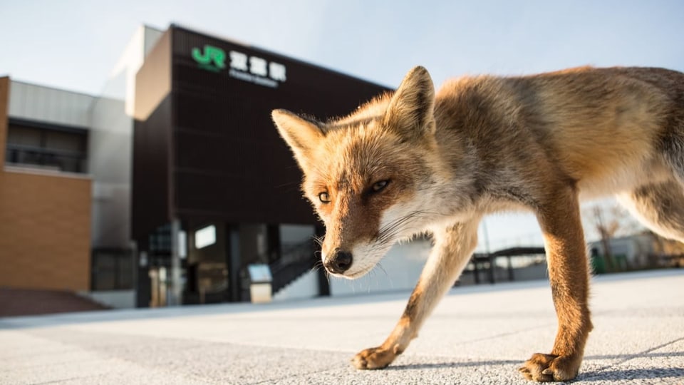 Ein Fuchs beschreitet bei Tageslicht einen Platz mit einem modernen schwarzen Gebäude im Hintergrund. 