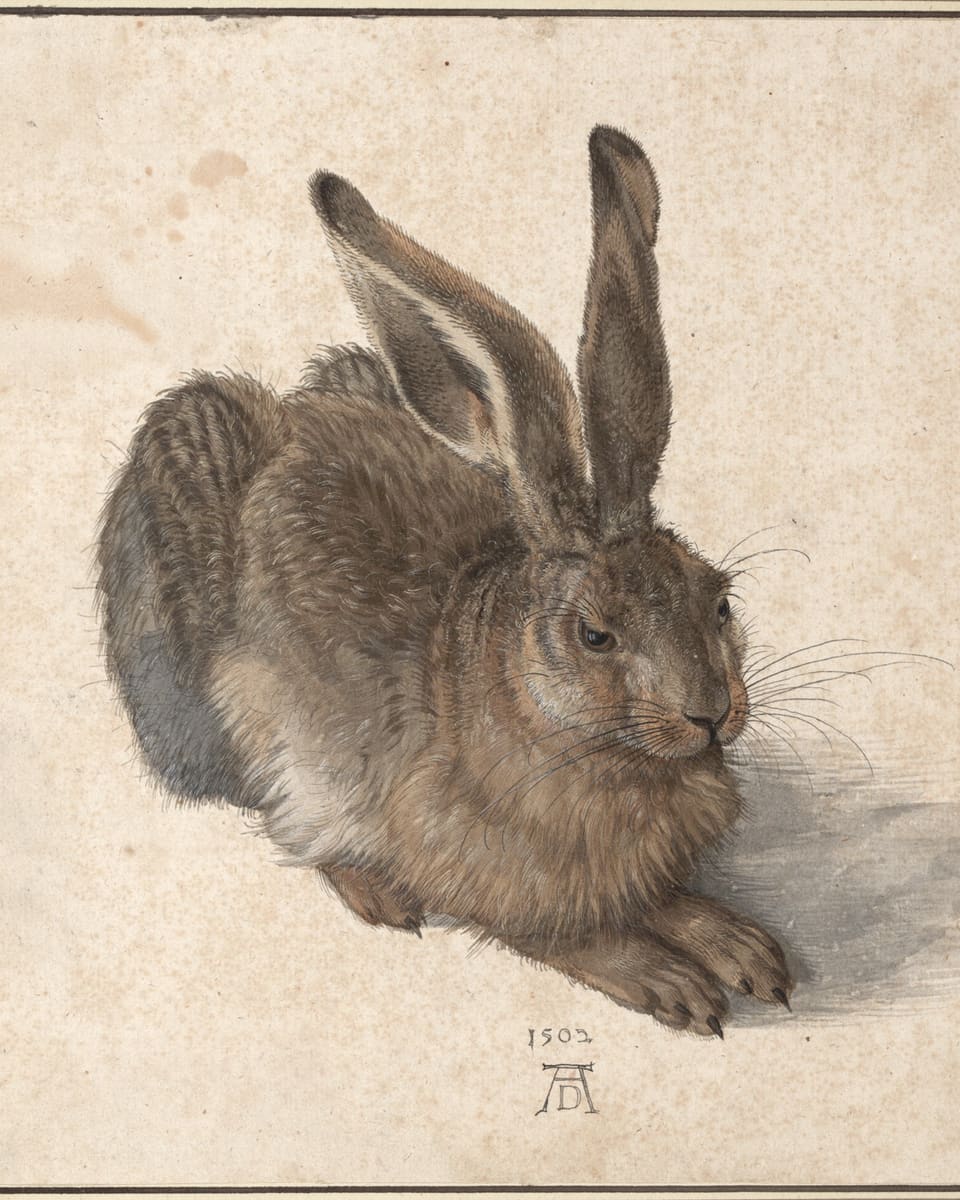 Man sieht den «Feldhasen» von Albrecht Dürer.