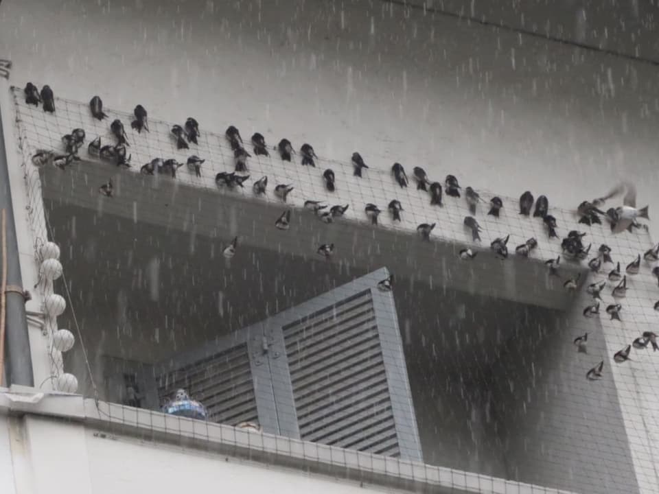 Dutzende Schwalben habe sich rund um einen Balkon niedergelassen.