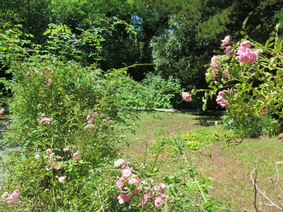 Rosen im Garten des Mieg-Hauses.