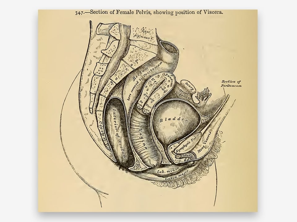 Illustration des weiblichen Unterleibes.