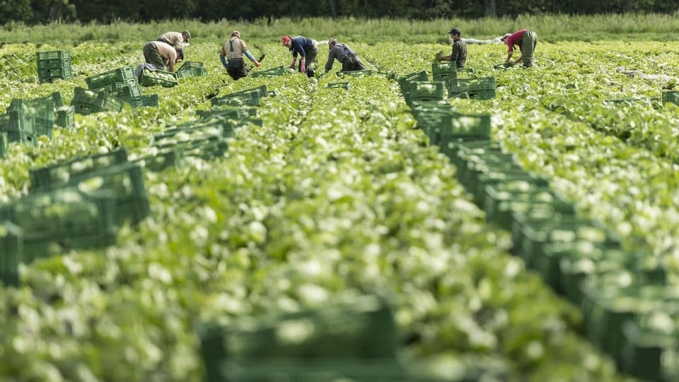 Ein Feld, darauf Landwirte, die arbeiten.