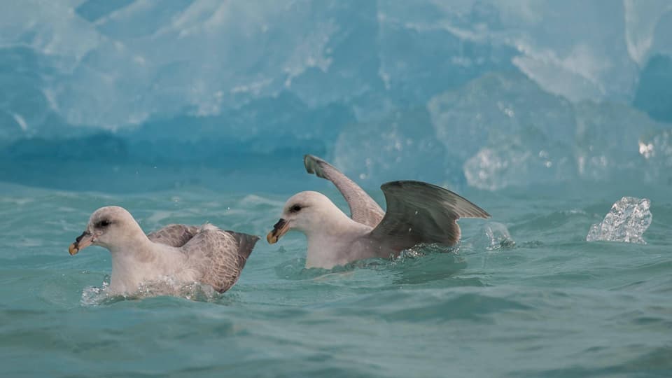 Ein Eissturmvogel vor einem Eisberg bei Spitzbergen.