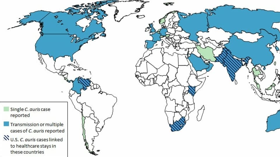 Ausbreitung von Candida auris auf der Weltkarte