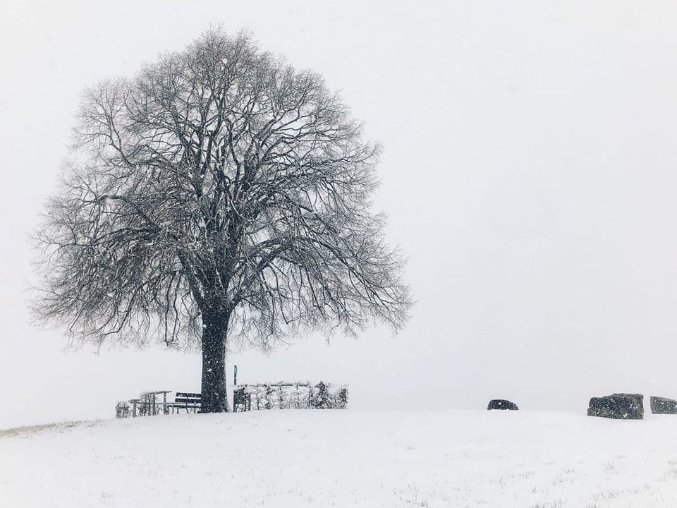 Verschneiter Hügel mit Baum und Bank.