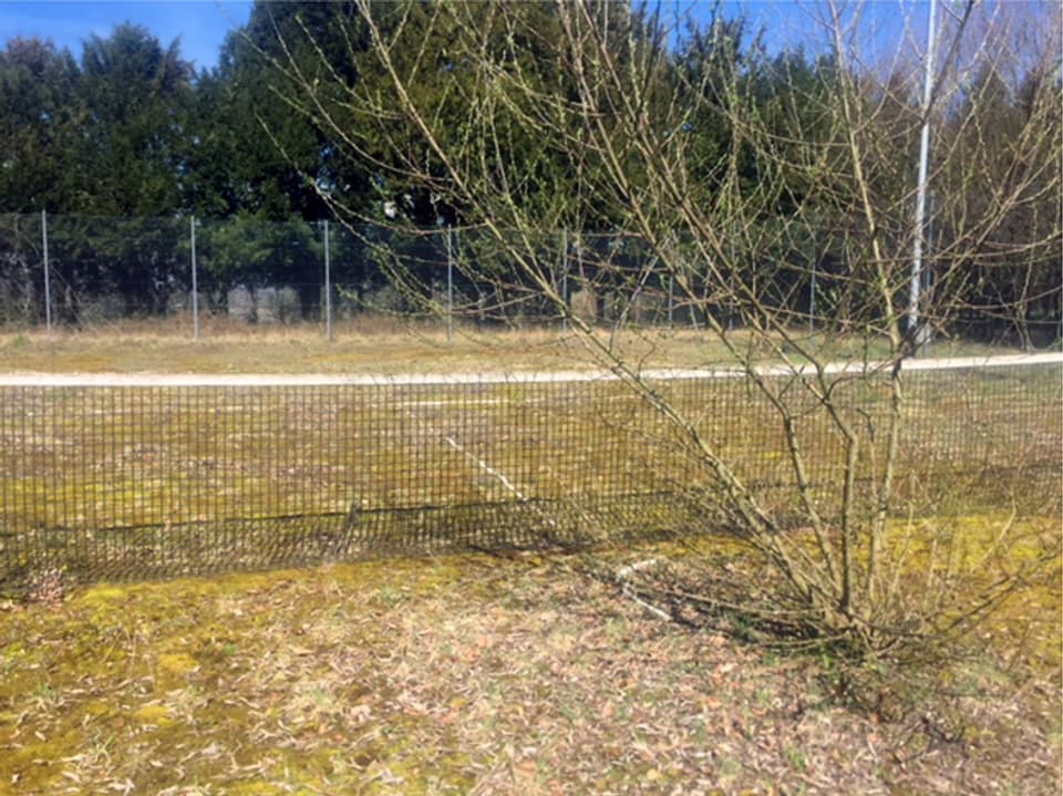 Tennisnetz. Baum wächst auf dem Platz.