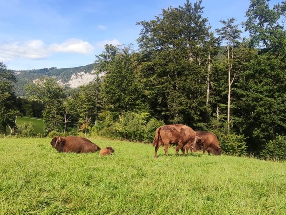 Wisente auf Wiese.