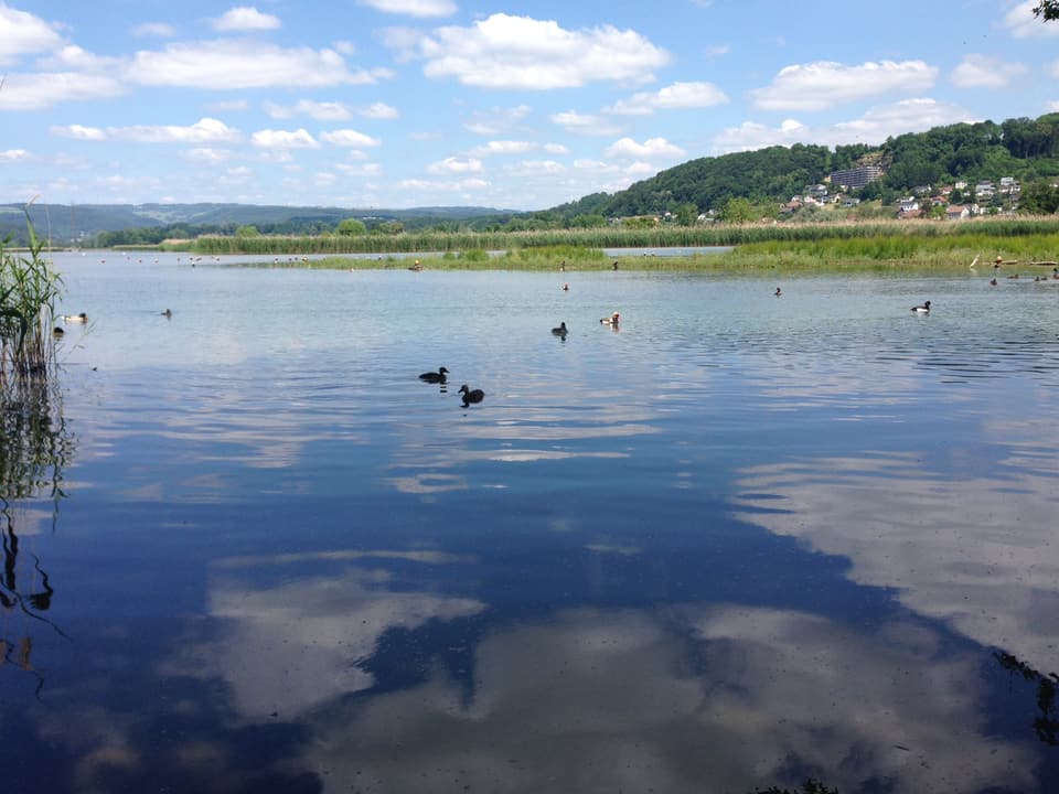 Blick vom Ufer auf den See mit Enten darauf.