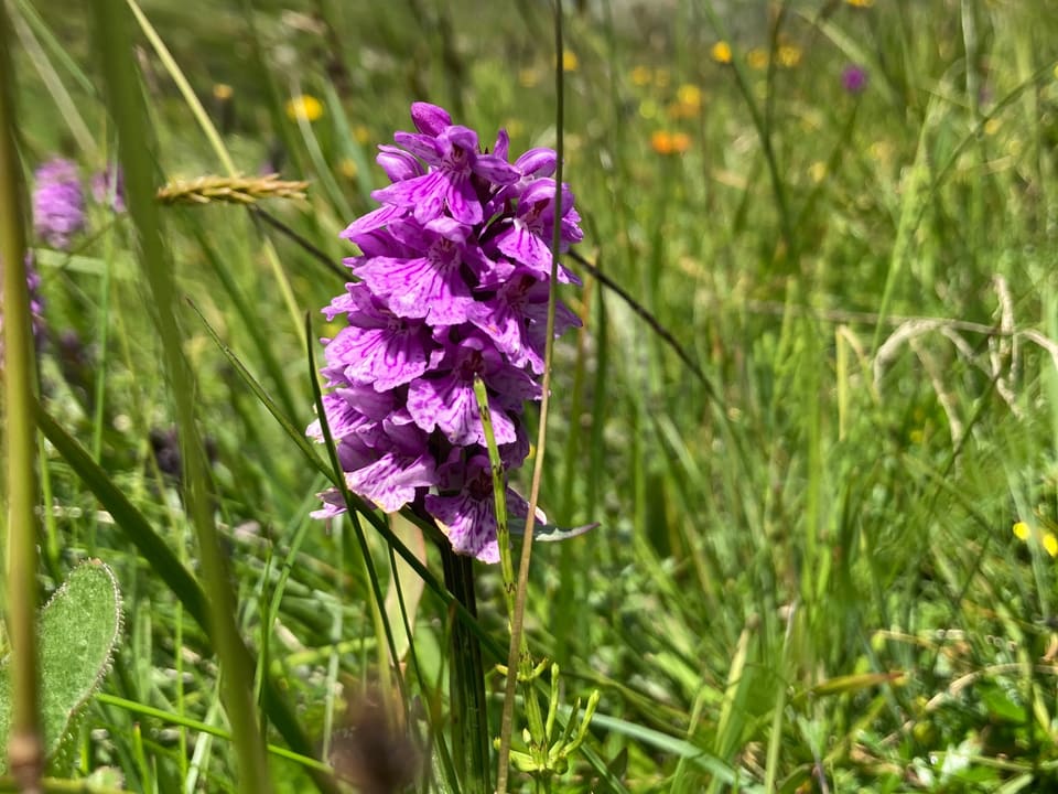 Geflecktes Knabenkraut