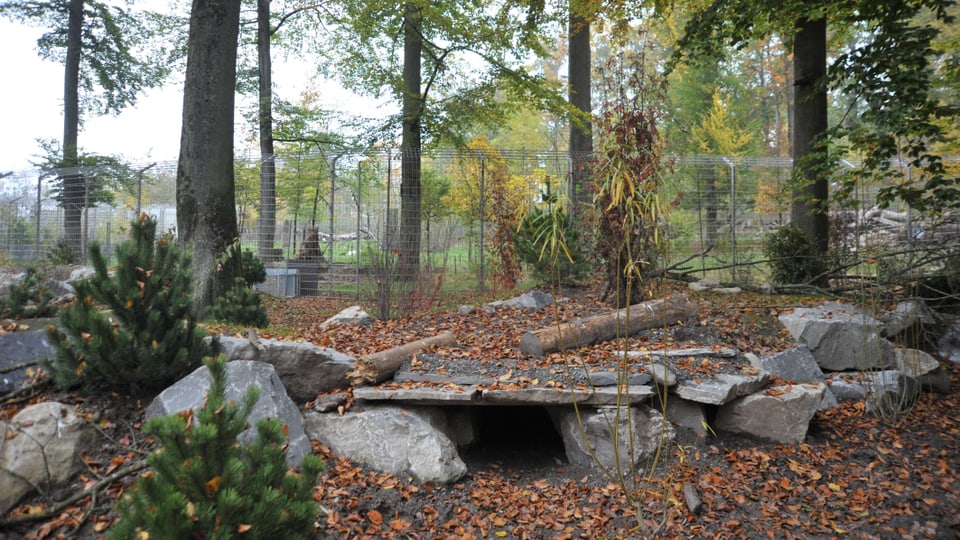 Bäume, Steine, Unterschlüpfe im neuen Wolfsgehege vom Berner Tierpark Dählhölzli.