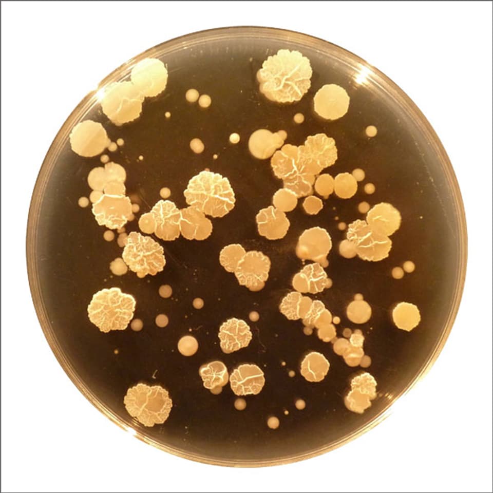 Eine Bazillen-Kolonie in der Petri-Schale.