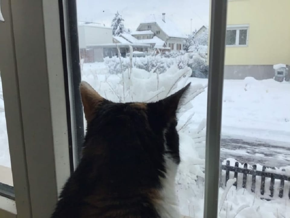 Katze schaut aus Fenster in Schnee 