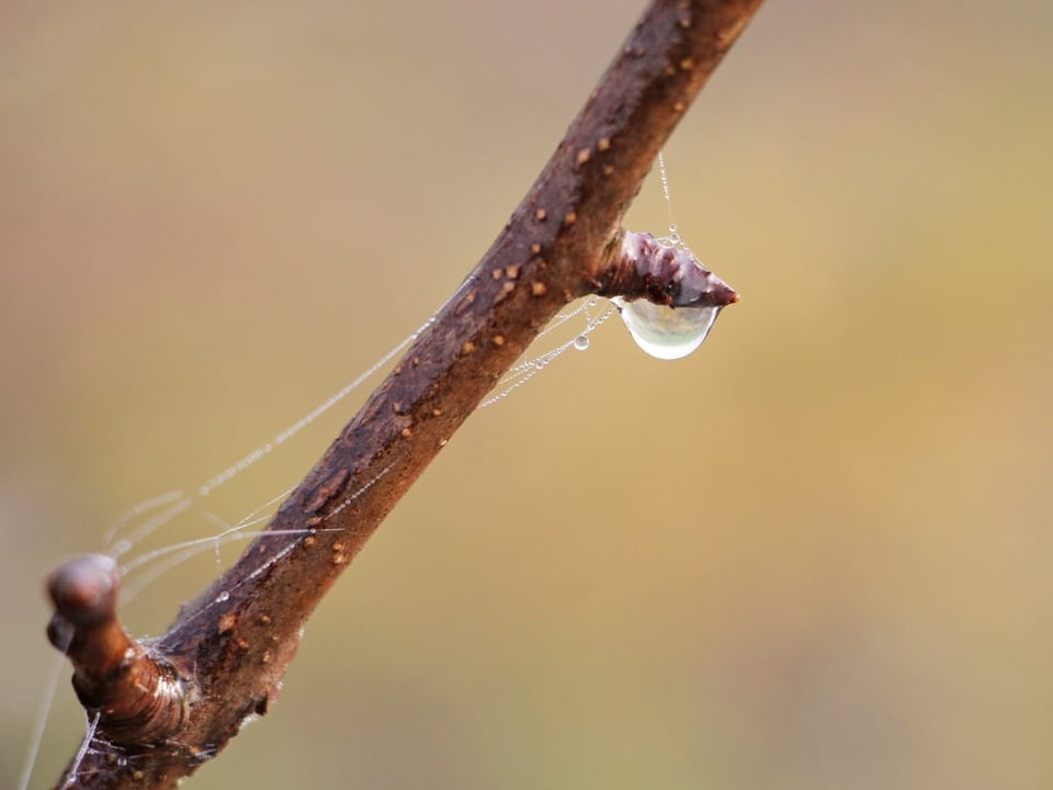 Ein Wassertropfen bildet sich an einem Ast.