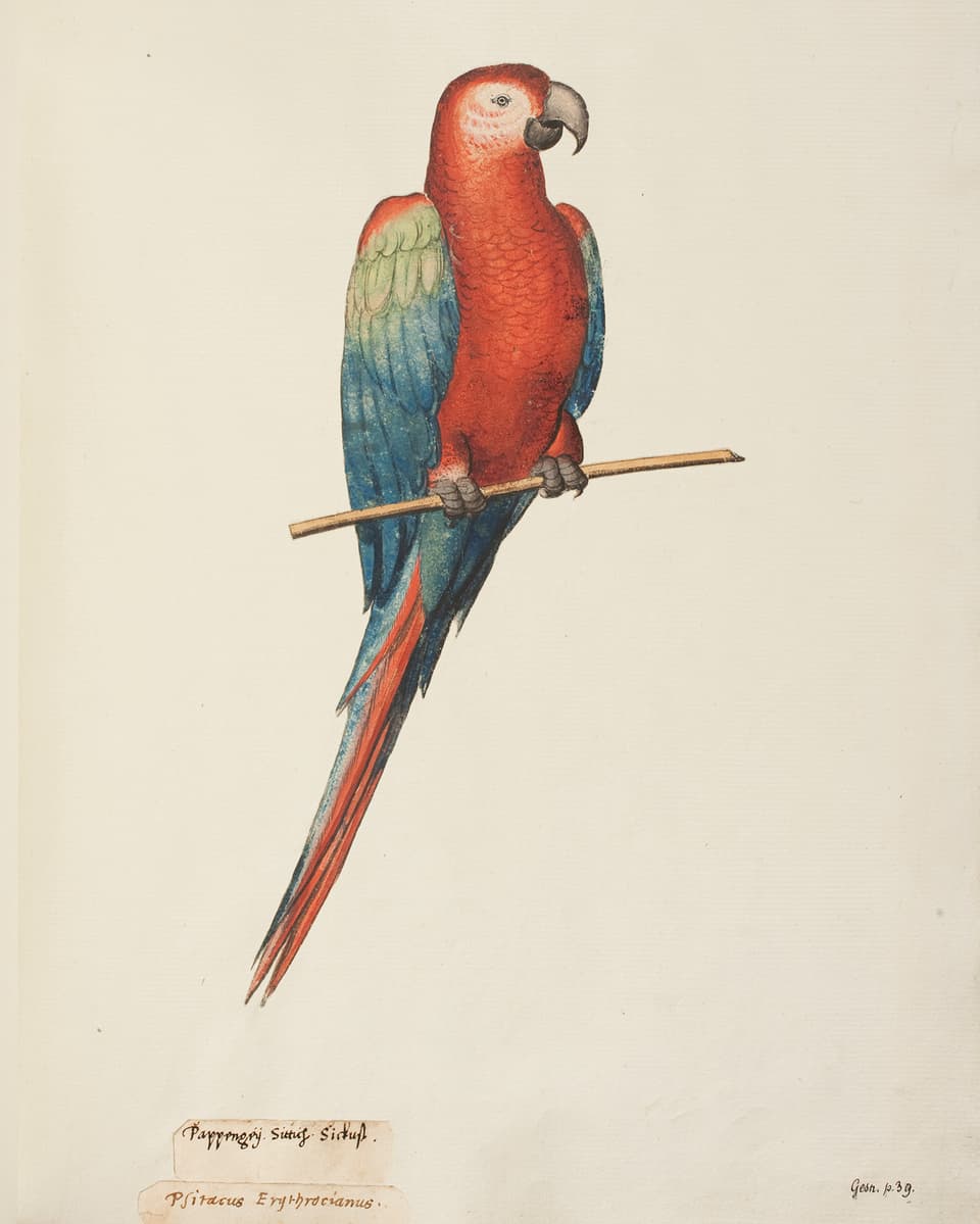 Buntes Bild eines roten Papageis.