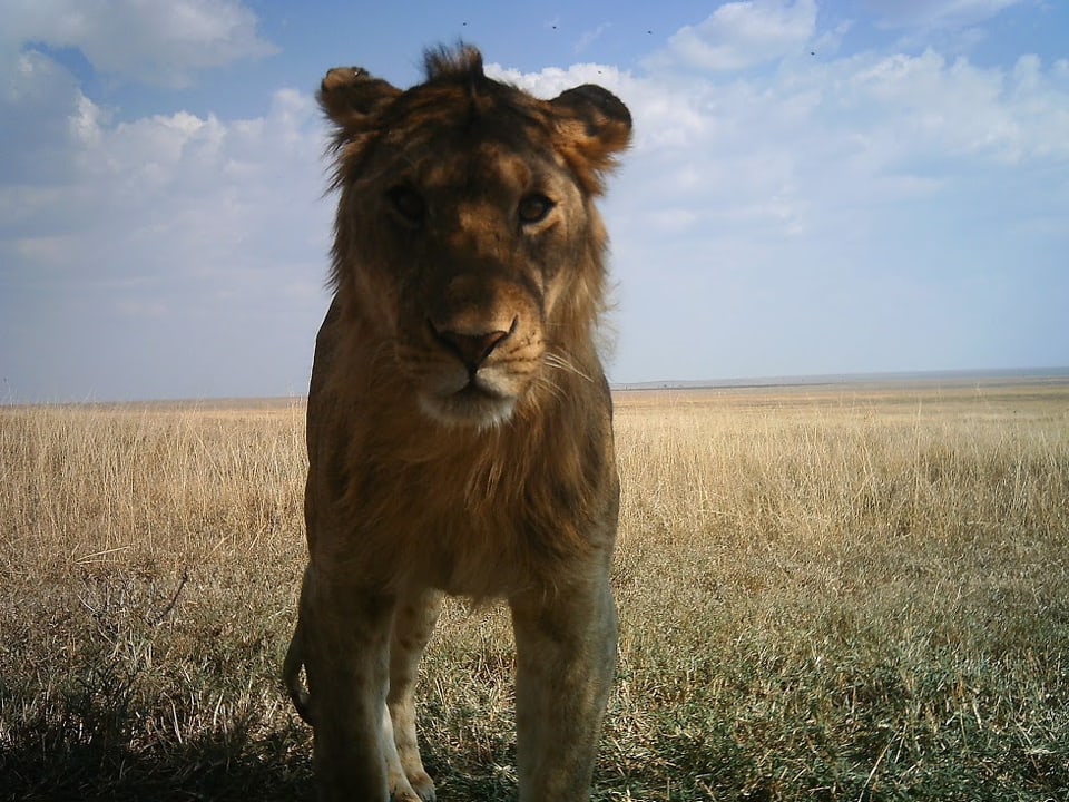 Ein junger Löwe schaut in die Kamera.
