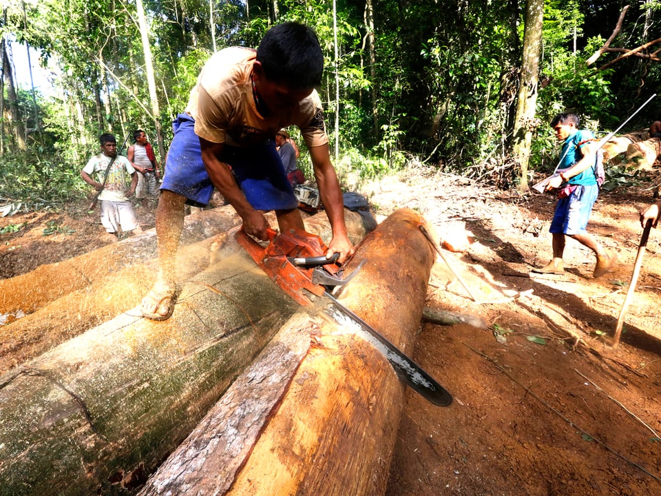 Ein Krieger der Ka'apor-Indianer im brasilianischen Bundesstaat Maranhão zerlegt mit einer Motorsäge von der Holzmafia gestohlene Baumstämme in unbrauchbare Stücke.