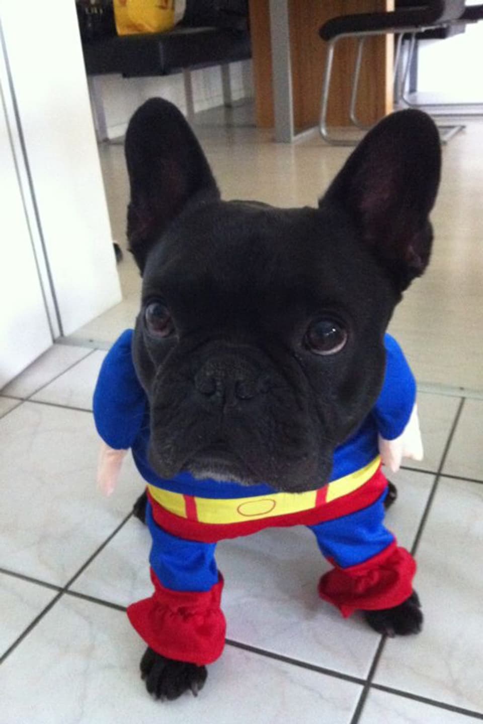 Bulldoge im Supermankostüm