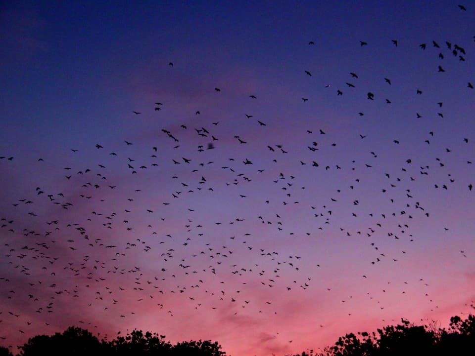 Viele Vögel vor violetem Himmel.