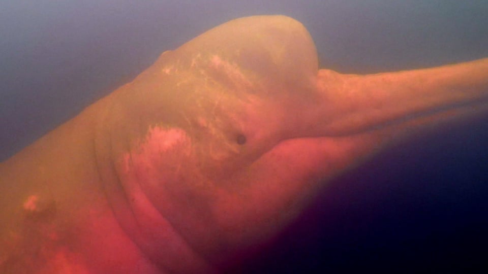 Flussdelfin unter Wasser