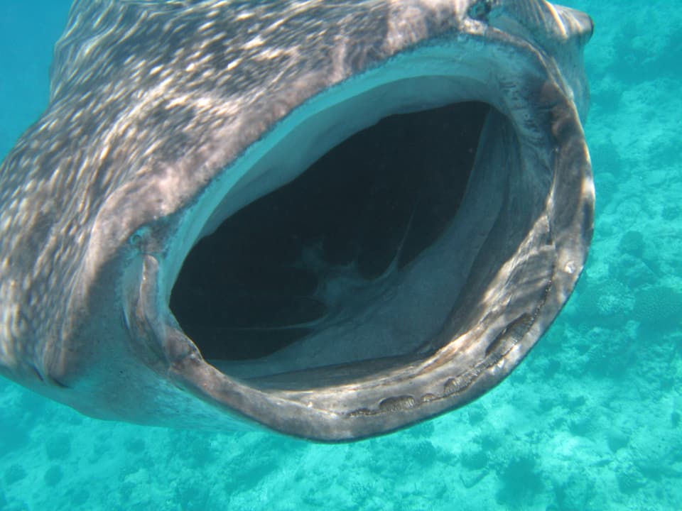 Ein Wahlhai mit riesigem Maul offen