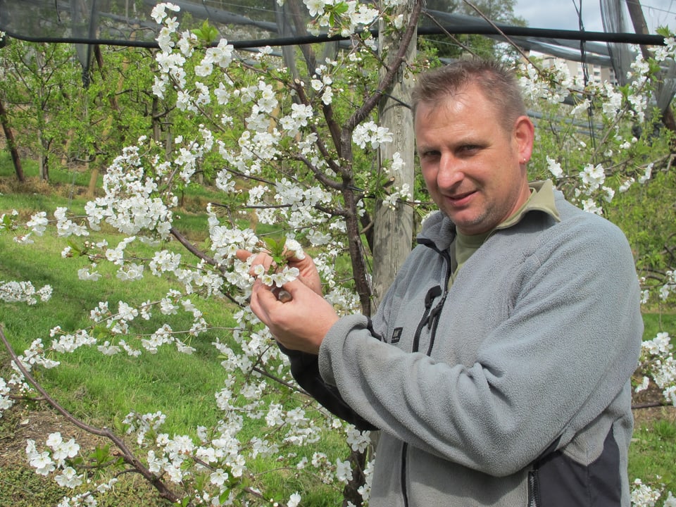 Mann in grauem Faserpelz neben einem kleinen Kirschbaum in einer Kirschenplantage
