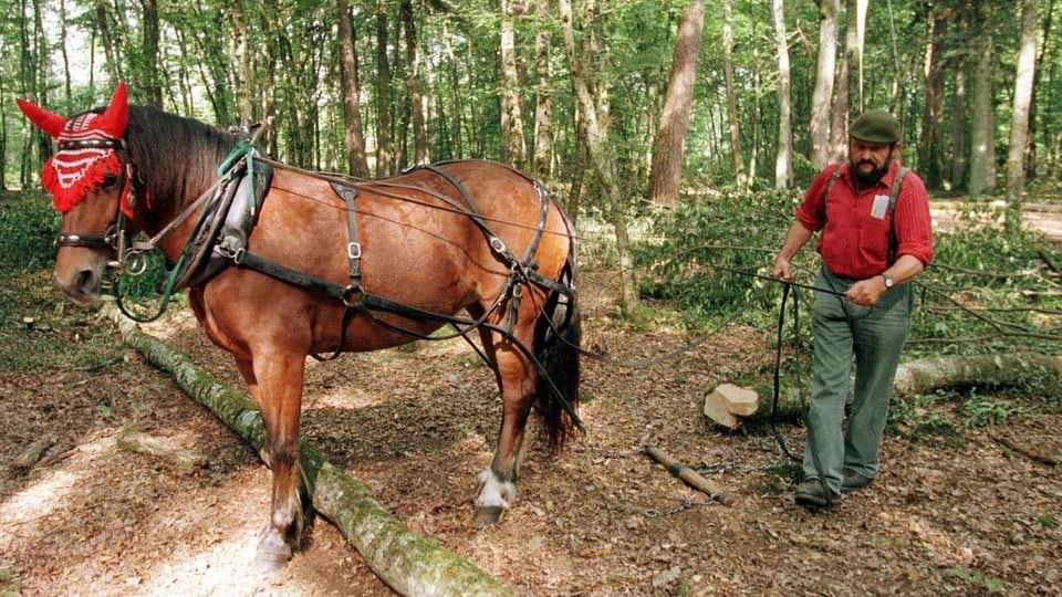 Pferd schleppt einen Baumstamm aus dem Wald